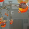 183simmondsia_vitra