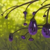 187cyphomandra_vitra