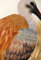 feathers03