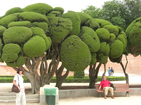 Lubeck trees in real life